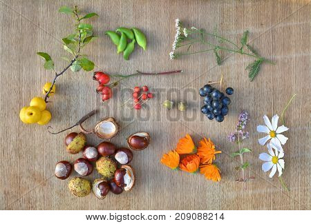Autumn Fruits, Chestnuts And Herbs