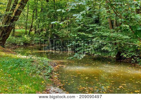 Lush green swamp ecology green swamp in the forestnatural landscape.