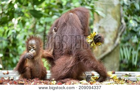 Mother orangutan and cub in a natural habitat. Bornean orangutan (Pongo pygmaeus wurmmbii) in the wild nature. Rainforest of Island Borneo. Indonesia.