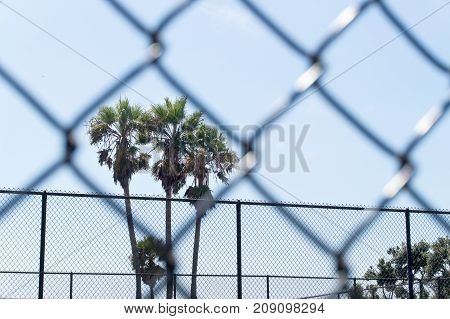 Palm trees framed by chain link fence in prison, gulag, labour camp, school or unwanted institution. Dreaming of freedom.