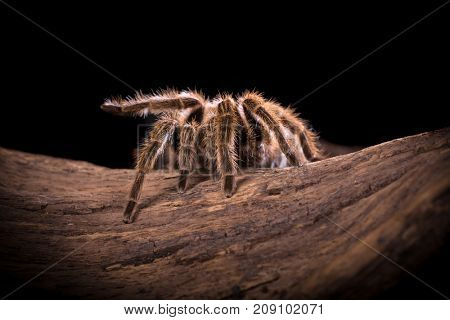 Chilean Rose Tarantula large backlit spider with lots of hairy detail