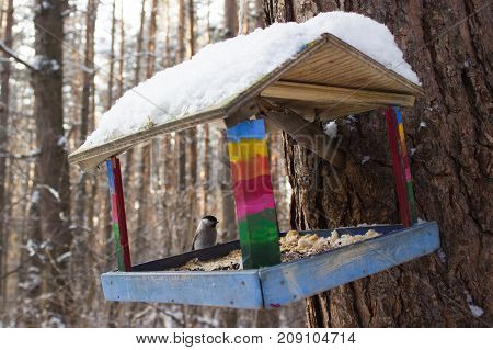 Birdhouse on the tree in the winter forest