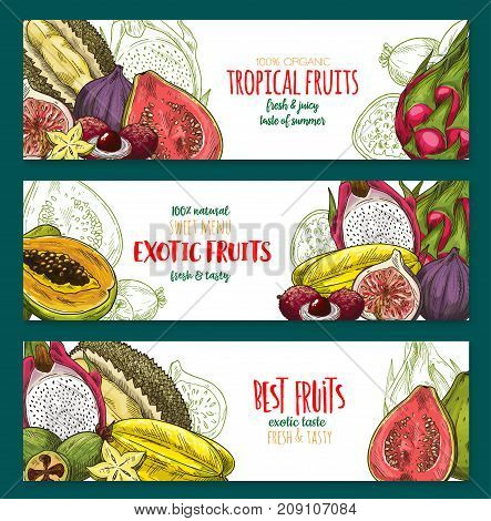 Exotic fruit sketch banner of tropical berry. Vector papaya, carambola, feijoa, passion fruit, durian, dragon fruit or pitaya, lychee, fig and guava poster for exotic fruity juice, dessert menu design