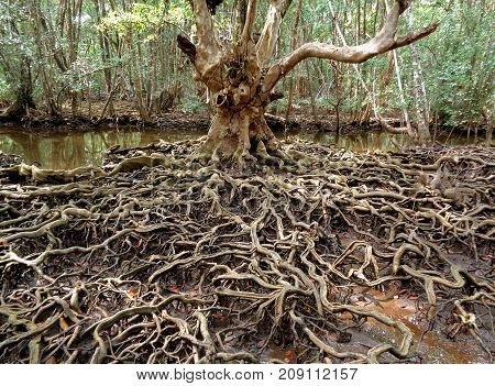 Incredible tree roots in the mangrove forest of Trat Province, Thailand
