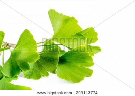 Ginkgo biloba leaves isolated on white background