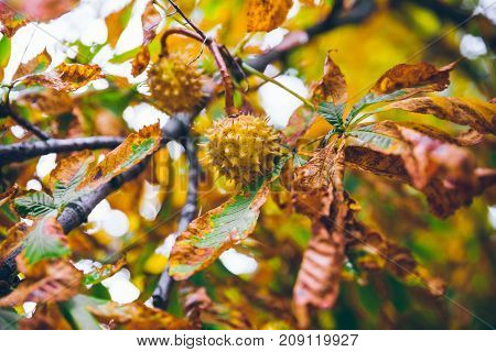 horse chestnut buckeye conker outside on the ground