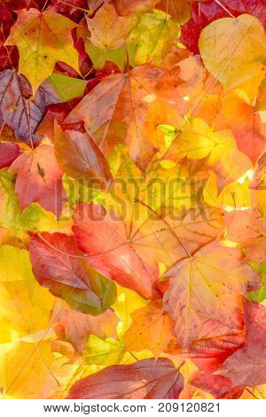 colorful autumn background. red, green and orange autumn leaves.