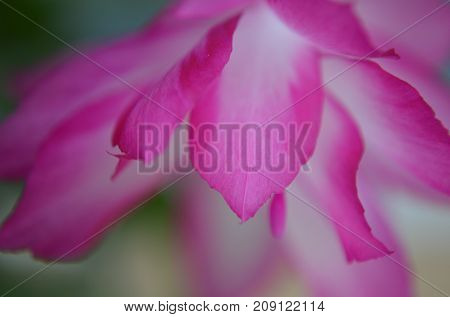Abstract White Pink and Green Christmas Cactus Close-up