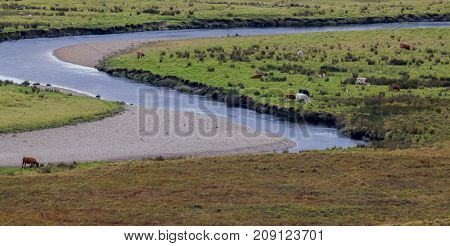 Meadow landscape with river - cows eats green grass, horizontal