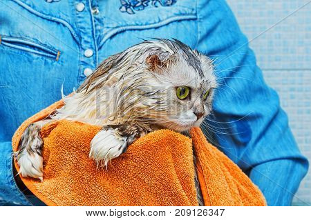 Green Eyes Just Washed Lop-eared Cat Cat
