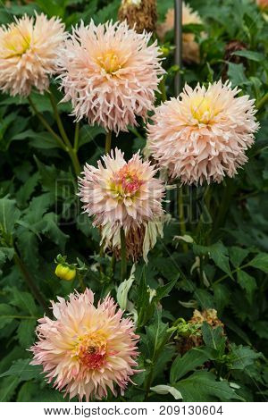 Flower dahlia Hapet Champagne in the garden on blurred green background close-up. Flower background