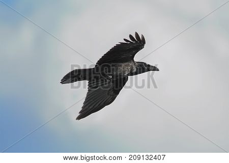 black raven flying over blue sky ( Corvus corax )