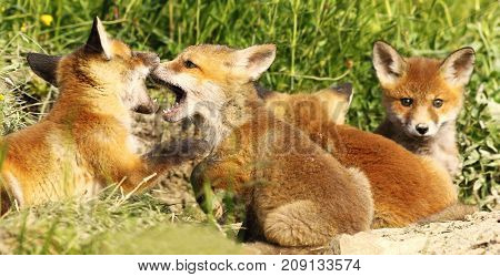 european red fox cubs biting white playing near the burrow ( Vulpes )
