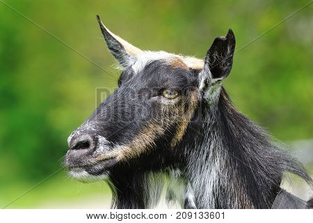 goat head closeup over green out of focus background
