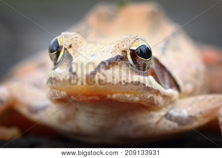 macro portrait of european agile frog ( Rana dalmatina )