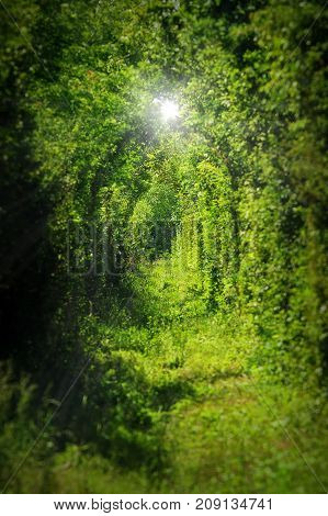 the tunnel of love from Caransebes vegetation grown on railway
