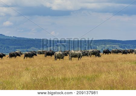Group of buffaloes and cows on the green field. Romania landscape with farmland and grazing cows and buffaloes. .Buffaloe and cows on the pasture