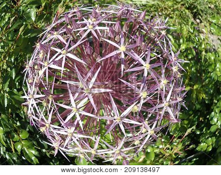 Onionflower, Allium, ornamental leek, garden plant, round bloom