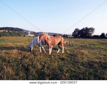 Horses graze in the pasture in a wide field