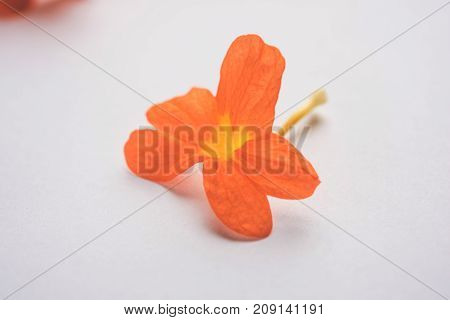 Closeup of vibrant orange crossandra flowers also known as Aboli flowers in India, over white or black background, selective focus