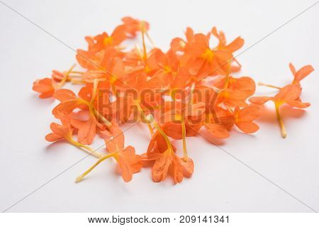 Closeup of vibrant orange crossandra flowers also known as Aboli flowers in India, over white or black background, selective focus