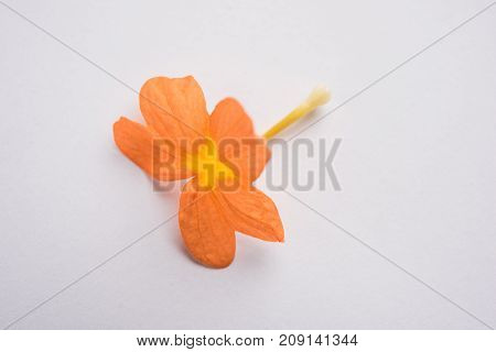 Closeup of vibrant orange crossandra flowers also known as Aboli flowers in India, over white or black background, selective focus