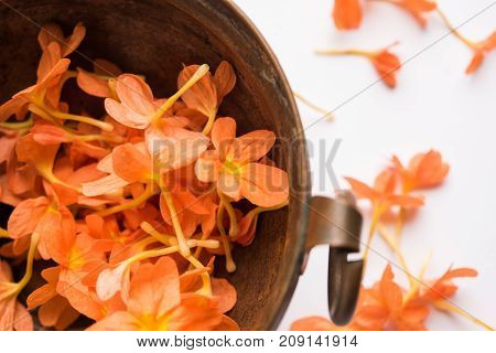 Closeup of vibrant orange crossandra flowers also known as Aboli flowers in India, over white or black background, selective focus