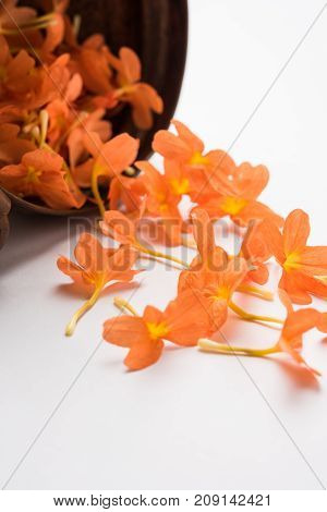 Closeup of vibrant orange crossandra flowers also known as Aboli flowers in India, over white or black background, selective focus