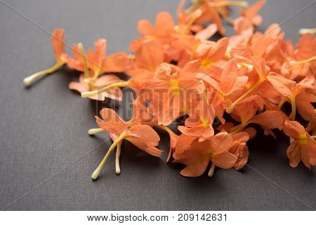 Closeup of vibrant orange crossandra flowers also known as Aboli flowers in India, over white or black background, selective focus