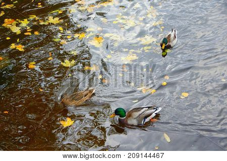Autumn Evening and Ducks in the Middle Nevka in St. Petersburg