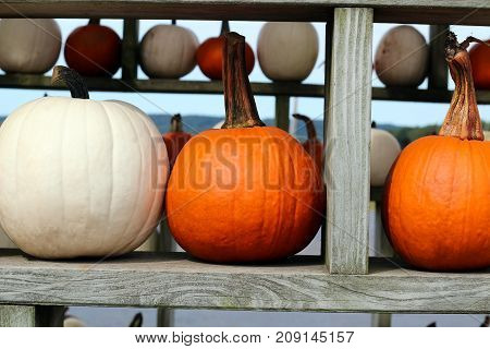 Ripe Pumpkins in a shelf. Halloween, fall