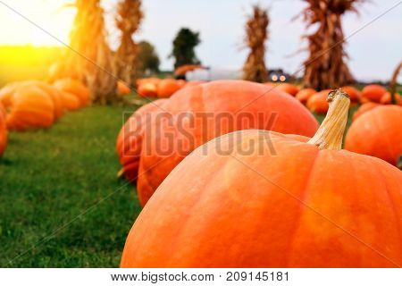 Ripe Pumpkins in a Field. Halloween, fall