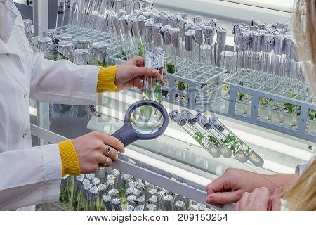 Scientists are examining cloned by in vitro technology microplants in test tubes in nutrient medium