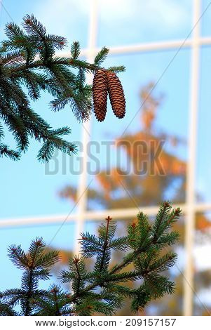 Walking through the city saw the reflection of trees in the window of a large building. Green Christmas trees and cones reminded of the engagement of a fabulous winter and a new year. And the yellow leaves in the reflection of the windows spoke of the pas