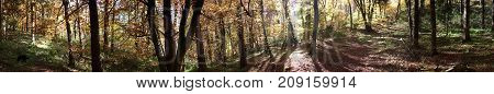 beautiful autumn forest panorma with dog and sun shining