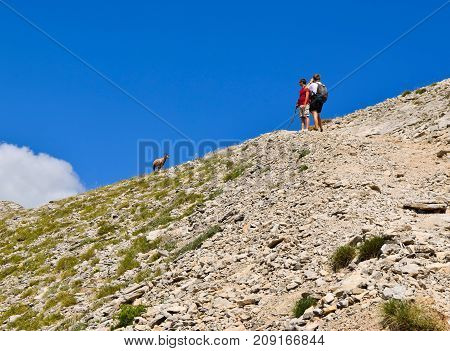 Meeting with mountain chamois on the way to the summit of Olympus.