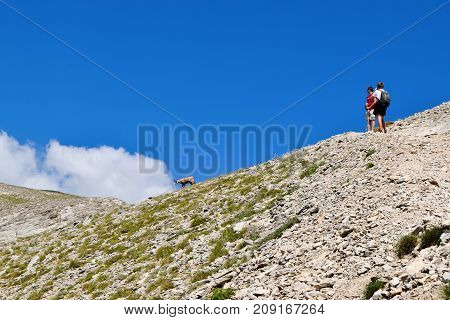 Meeting with mountain chamois on the way to the summit of Olympus.