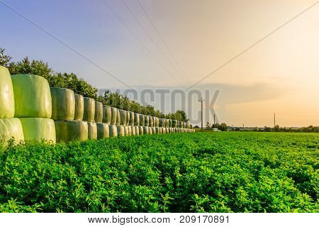 Alfalfa Field and stacked up bales of hay wrapped in plastic in summer at sunset in the Orne countryside, Normandy France