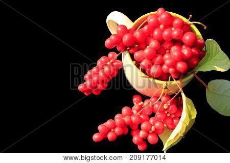 branches of red schizandra and leaves in the cup on the black background. Harvest of schizandra