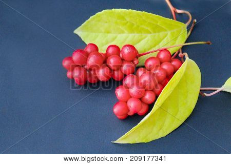 berries of schizandra with leaves on the dark background