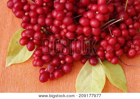 branch of red ripe schisandra with leaves lay on the orange background