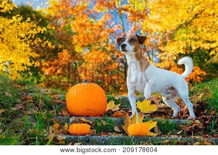Young Jack Russell Terrier Dog Near A Pumpkin Stay On Stairs