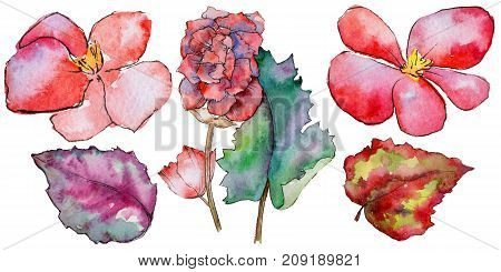 Wildflower begonia flower in a watercolor style isolated. 