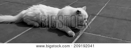 Turkish Angora. White cat. A seventeen-year-old cat relaxes and enjoys life. Black and White.