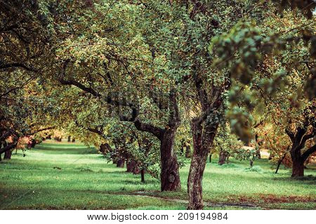 Green autamn trees in the park in october. Vintage color. Retro style image.