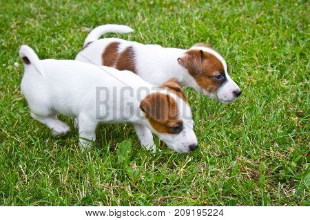 Little puppys are walking and playing on the street in the grass
