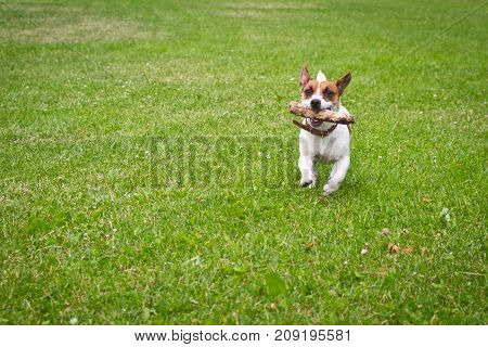 dog running with a stick in the mouth is playing