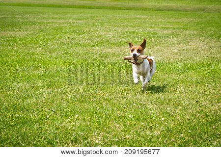 dog running with a stick in the mouth is playing