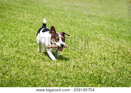 dog running with a stick in the mouth is playing