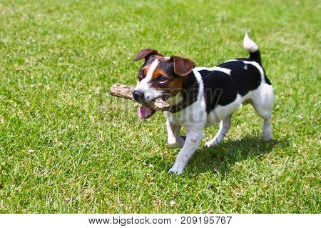 dog running with a stick in the mouth is playing
